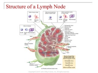 Structure of a Lymph Node
Copyright © 2014 John Wiley & Sons, Inc. All rights reserved.
 
