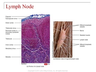 Lymph Node
Copyright © 2014 John Wiley & Sons, Inc. All rights reserved.
 