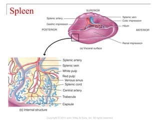 Spleen
Copyright © 2014 John Wiley & Sons, Inc. All rights reserved.
 