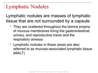 Lymphatic nodules are masses of lymphatic
tissue that are not surrounded by a capsule
 They are scattered throughout the lamina propria
of mucous membranes lining the gastrointestinal,
urinary, and reproductive tracts and the
respiratory airways
 Lymphatic nodules in these areas are also
referred to as mucosa-associated lymphatic tissue
(MALT)
Lymphatic Nodules
Copyright © 2014 John Wiley & Sons, Inc. All rights reserved.
 