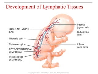 Development of Lymphatic Tissues
Copyright © 2014 John Wiley & Sons, Inc. All rights reserved.
 