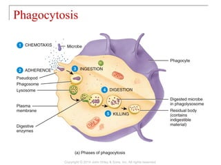 Phagocytosis
Copyright © 2014 John Wiley & Sons, Inc. All rights reserved.
 
