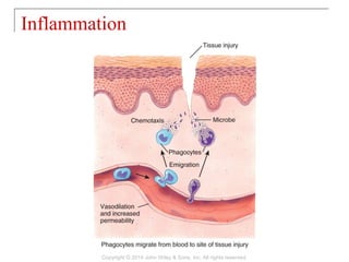 Inflammation
Copyright © 2014 John Wiley & Sons, Inc. All rights reserved.
 