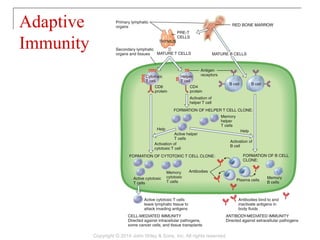 Adaptive
Immunity
Copyright © 2014 John Wiley & Sons, Inc. All rights reserved.
 