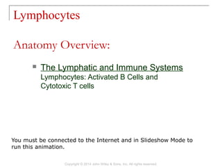 Lymphocytes
Copyright © 2014 John Wiley & Sons, Inc. All rights reserved.
 The Lymphatic and Immune Systems
Lymphocytes: Activated B Cells and
Cytotoxic T cells
Anatomy Overview:
You must be connected to the Internet and in Slideshow Mode to
run this animation.
 