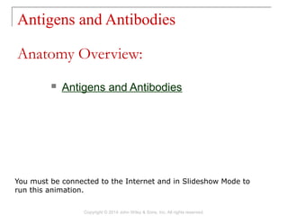 Antigens and Antibodies
Copyright © 2014 John Wiley & Sons, Inc. All rights reserved.
 Antigens and Antibodies
Anatomy Overview:
You must be connected to the Internet and in Slideshow Mode to
run this animation.
 