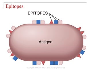 Epitopes
Copyright © 2014 John Wiley & Sons, Inc. All rights reserved.
 
