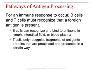 For an immune response to occur, B cells
and T cells must recognize that a foreign
antigen is present.
 B cells can recognize and bind to antigens in
lymph, interstitial fluid, or blood plasma
 T cells only recognize fragments of antigenic
proteins that are processed and presented in a
certain way
Pathways of Antigen Processing
Copyright © 2014 John Wiley & Sons, Inc. All rights reserved.
 