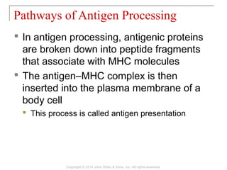  In antigen processing, antigenic proteins
are broken down into peptide fragments
that associate with MHC molecules
 The antigen–MHC complex is then
inserted into the plasma membrane of a
body cell
 This process is called antigen presentation
Pathways of Antigen Processing
Copyright © 2014 John Wiley & Sons, Inc. All rights reserved.
 