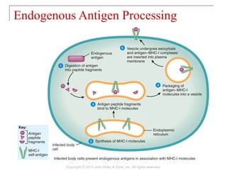 Endogenous Antigen Processing
Copyright © 2014 John Wiley & Sons, Inc. All rights reserved.
 