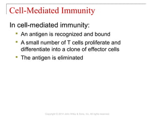 In cell-mediated immunity:
 An antigen is recognized and bound
 A small number of T cells proliferate and
differentiate into a clone of effector cells
 The antigen is eliminated
Cell-Mediated Immunity
Copyright © 2014 John Wiley & Sons, Inc. All rights reserved.
 