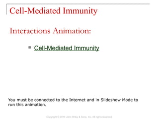Cell-Mediated Immunity
Copyright © 2014 John Wiley & Sons, Inc. All rights reserved.
 Cell-Mediated Immunity
Interactions Animation:
You must be connected to the Internet and in Slideshow Mode to
run this animation.
 
