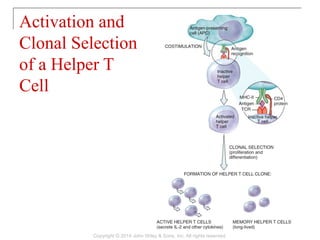 Activation and
Clonal Selection
of a Helper T
Cell
Copyright © 2014 John Wiley & Sons, Inc. All rights reserved.
 