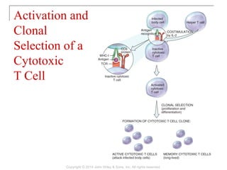 Activation and
Clonal
Selection of a
Cytotoxic
T Cell
Copyright © 2014 John Wiley & Sons, Inc. All rights reserved.
 