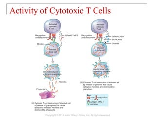 Activity of Cytotoxic T Cells
Copyright © 2014 John Wiley & Sons, Inc. All rights reserved.
 