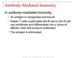 In antibody-mediated immunity:
 An antigen is recognized and bound
 Helper T cells costimulate the B cell so the B cell
can proliferate and differentiate into a clone of
effector cells that produce antibodies
 The antigen is eliminated
Antibody-Mediated Immunity
Copyright © 2014 John Wiley & Sons, Inc. All rights reserved.
 