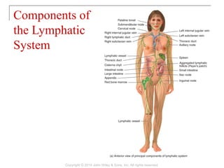 Components of
the Lymphatic
System
Copyright © 2014 John Wiley & Sons, Inc. All rights reserved.
 
