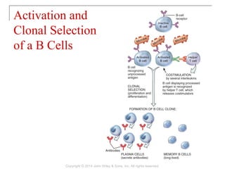 Activation and
Clonal Selection
of a B Cells
Copyright © 2014 John Wiley & Sons, Inc. All rights reserved.
 