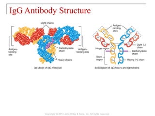 IgG Antibody Structure
Copyright © 2014 John Wiley & Sons, Inc. All rights reserved.
 