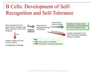 B Cells: Development of Self-
Recognition and Self-Tolerance
Copyright © 2014 John Wiley & Sons, Inc. All rights reserved.
 