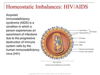 Acquired
immunodeficiency
syndrome (AIDS) is a
condition in which a
person experiences an
assortment of infections
due to the progressive
destruction of immune
system cells by the
human immunodeficiency
virus (HIV)
Homeostatic Imbalances: HIV/AIDS
Copyright © 2014 John Wiley & Sons, Inc. All rights reserved.
 