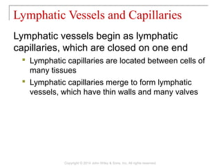 Lymphatic vessels begin as lymphatic
capillaries, which are closed on one end
 Lymphatic capillaries are located between cells of
many tissues
 Lymphatic capillaries merge to form lymphatic
vessels, which have thin walls and many valves
Lymphatic Vessels and Capillaries
Copyright © 2014 John Wiley & Sons, Inc. All rights reserved.
 