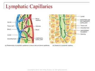 Lymphatic Capillaries
Copyright © 2014 John Wiley & Sons, Inc. All rights reserved.
 