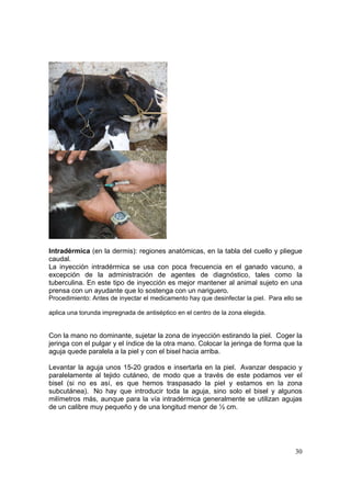 Intradérmica (en la dermis): regiones anatómicas, en la tabla del cuello y pliegue
caudal.
La inyección intradérmica se usa con poca frecuencia en el ganado vacuno, a
excepción de la administración de agentes de diagnóstico, tales como la
tuberculina. En este tipo de inyección es mejor mantener al animal sujeto en una
prensa con un ayudante que lo sostenga con un nariguero.
Procedimiento: Antes de inyectar el medicamento hay que desinfectar la piel. Para ello se

aplica una torunda impregnada de antiséptico en el centro de la zona elegida.


Con la mano no dominante, sujetar la zona de inyección estirando la piel. Coger la
jeringa con el pulgar y el índice de la otra mano. Colocar la jeringa de forma que la
aguja quede paralela a la piel y con el bisel hacia arriba.

Levantar la aguja unos 15-20 grados e insertarla en la piel. Avanzar despacio y
paralelamente al tejido cutáneo, de modo que a través de este podamos ver el
bisel (si no es así, es que hemos traspasado la piel y estamos en la zona
subcutánea). No hay que introducir toda la aguja, sino solo el bisel y algunos
milímetros más, aunque para la vía intradérmica generalmente se utilizan agujas
de un calibre muy pequeño y de una longitud menor de ½ cm.




                                                                                      30
 