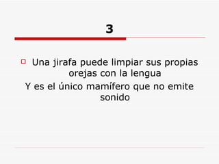 3 Una jirafa puede limpiar sus propias orejas con la lengua Y es el único mamífero que no emite sonido 