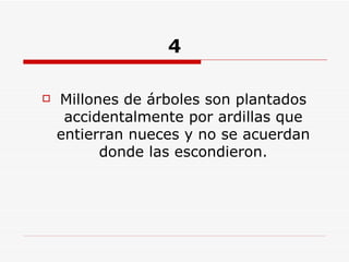 4 Millones de árboles son plantados accidentalmente por ardillas que entierran nueces y no se acuerdan donde las escondieron. 