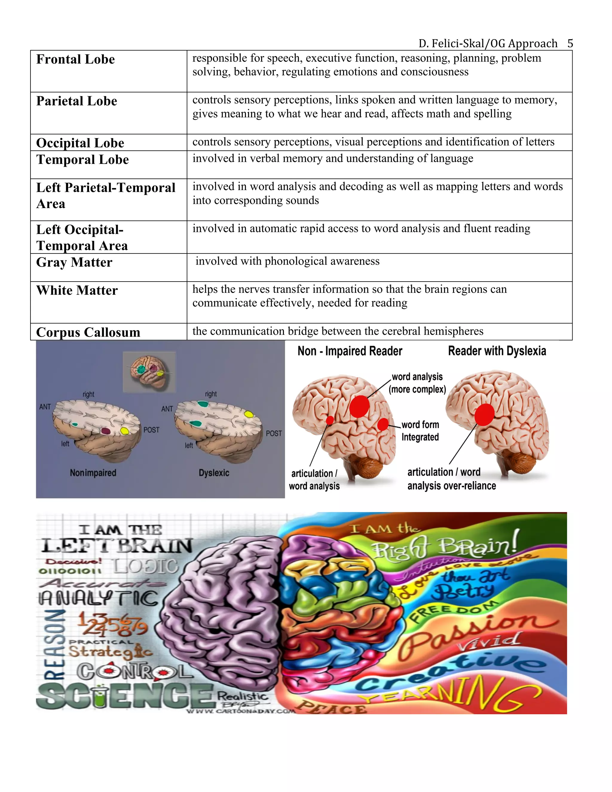 D.	Felici-Skal/OG	Approach	 5	
Frontal Lobe responsible for speech, executive function, reasoning, planning, problem
solving, behavior, regulating emotions and consciousness
Parietal Lobe controls sensory perceptions, links spoken and written language to memory,
gives meaning to what we hear and read, affects math and spelling
Occipital Lobe controls sensory perceptions, visual perceptions and identification of letters
Temporal Lobe involved in verbal memory and understanding of language
Left Parietal-Temporal
Area
involved in word analysis and decoding as well as mapping letters and words
into corresponding sounds
Left Occipital-
Temporal Area
involved in automatic rapid access to word analysis and fluent reading
Gray Matter involved with phonological awareness
White Matter helps the nerves transfer information so that the brain regions can
communicate effectively, needed for reading
Corpus Callosum the communication bridge between the cerebral hemispheres
 
