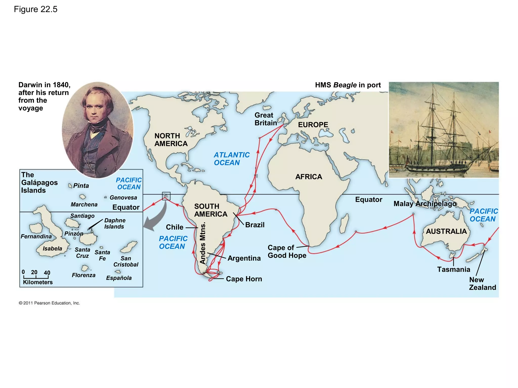 Figure 22.5
Darwin in 1840,
after his return
from the
voyage
The
Galápagos
Islands
NORTH
AMERICA
ATLANTIC
OCEAN
PACIFIC
OCEAN
PACIFIC
OCEAN
Pinta
Marchena
Genovesa
Equator
Chile
Santiago
Daphne
Islands
Fernandina
Isabela Santa
Cruz
Santa
Fe San
Cristobal
Española
Kilometers
0 20 40 Florenza
Pinzón
SOUTH
AMERICA
AFRICA
EUROPE
Great
Britain
HMS Beagle in port
Equator
PACIFIC
OCEAN
Malay Archipelago
AUSTRALIA
Tasmania
New
Zealand
Brazil
Argentina
Cape Horn
AndesMtns.
Cape of
Good Hope
 