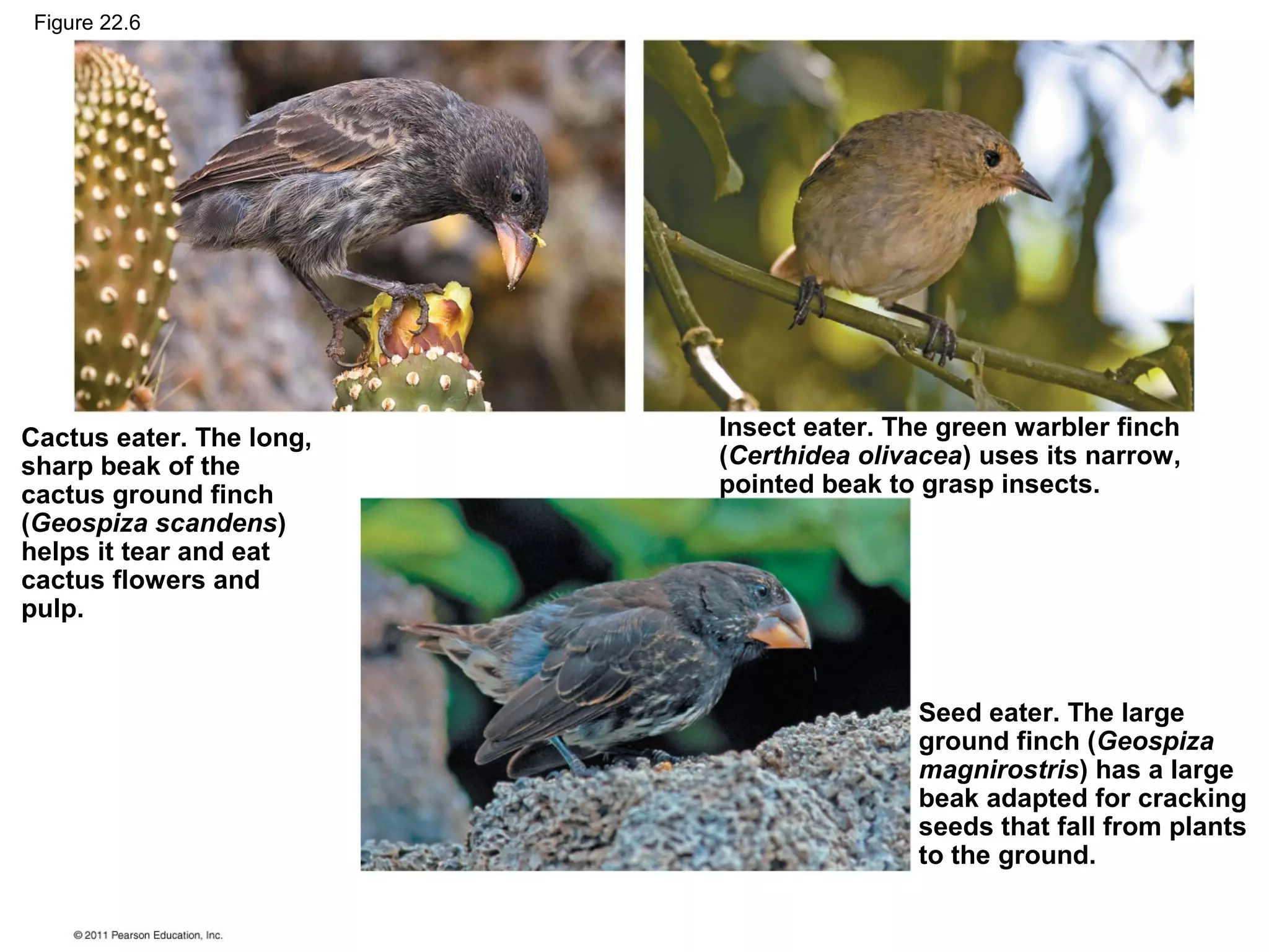 Figure 22.6
Cactus eater. The long,
sharp beak of the
cactus ground finch
(Geospiza scandens)
helps it tear and eat
cactus flowers and
pulp.
Insect eater. The green warbler finch
(Certhidea olivacea) uses its narrow,
pointed beak to grasp insects.
Seed eater. The large
ground finch (Geospiza
magnirostris) has a large
beak adapted for cracking
seeds that fall from plants
to the ground.
 
