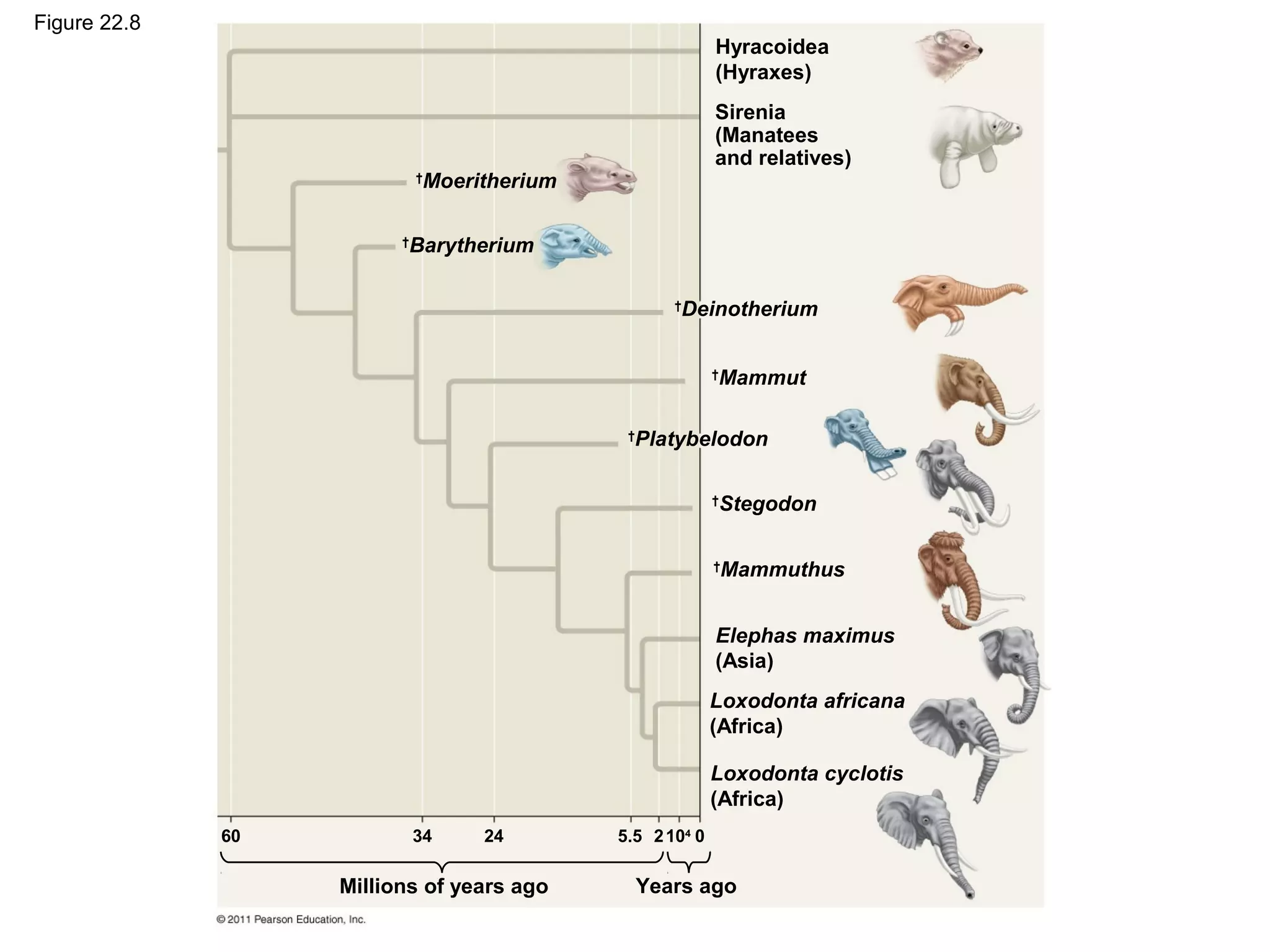 Figure 22.8
Hyracoidea
(Hyraxes)
Sirenia
(Manatees
and relatives)
†
Deinotherium
†
Mammut
†
Platybelodon
†
Stegodon
†
Mammuthus
Elephas maximus
(Asia)
Loxodonta africana
(Africa)
Loxodonta cyclotis
(Africa)
†
Moeritherium
†
Barytherium
60
Millions of years ago
34 24 5.5 2104
0
Years ago
 