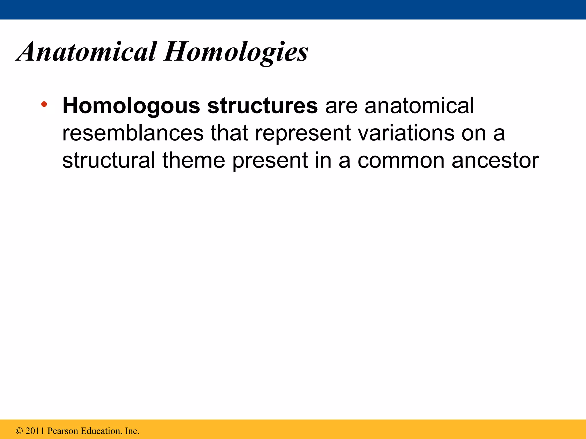 Anatomical Homologies
• Homologous structures are anatomical
resemblances that represent variations on a
structural theme present in a common ancestor
© 2011 Pearson Education, Inc.
 