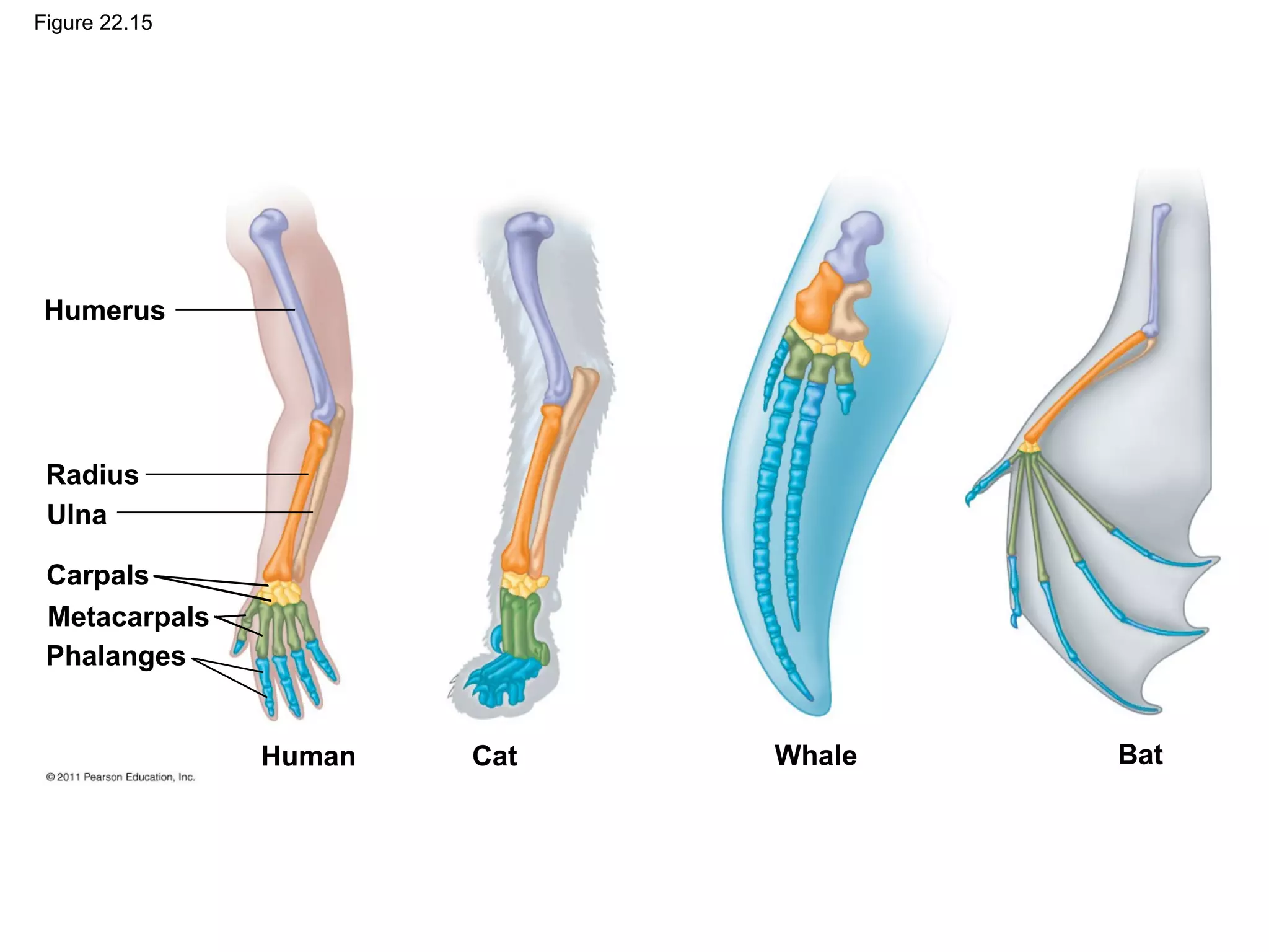 Figure 22.15
Humerus
Radius
Ulna
Carpals
Metacarpals
Phalanges
Human Cat Whale Bat
 