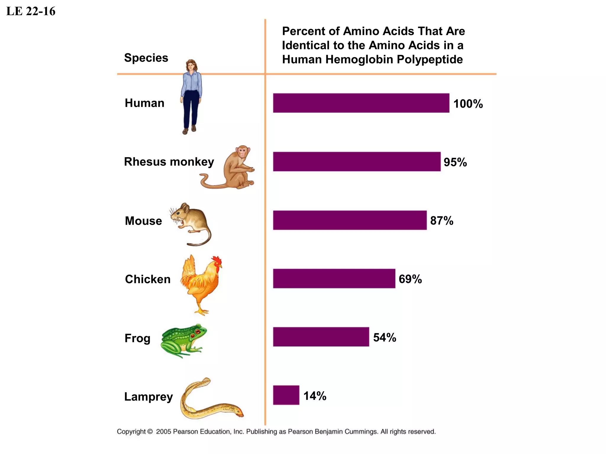 LE 22-16
Percent of Amino Acids That Are
Identical to the Amino Acids in a
Human Hemoglobin Polypeptide
100%
95%
87%
69%
54%
14%
Rhesus monkey
Species
Human
Mouse
Chicken
Frog
Lamprey
 