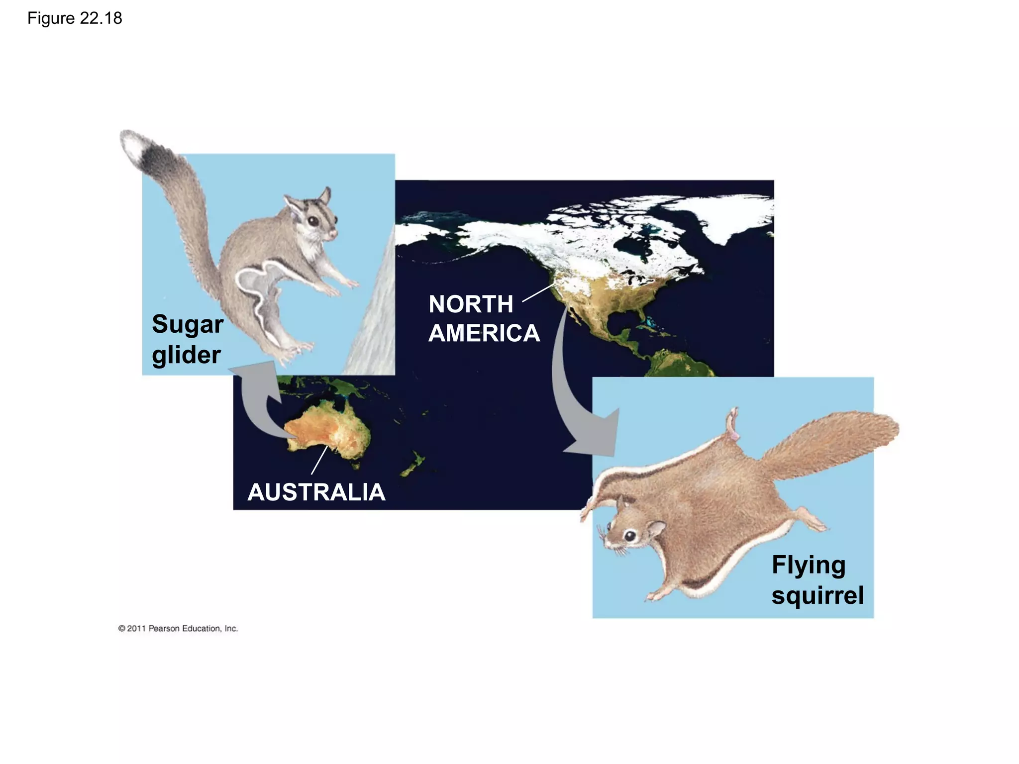 Figure 22.18
Sugar
glider
Flying
squirrel
NORTH
AMERICA
AUSTRALIA
 