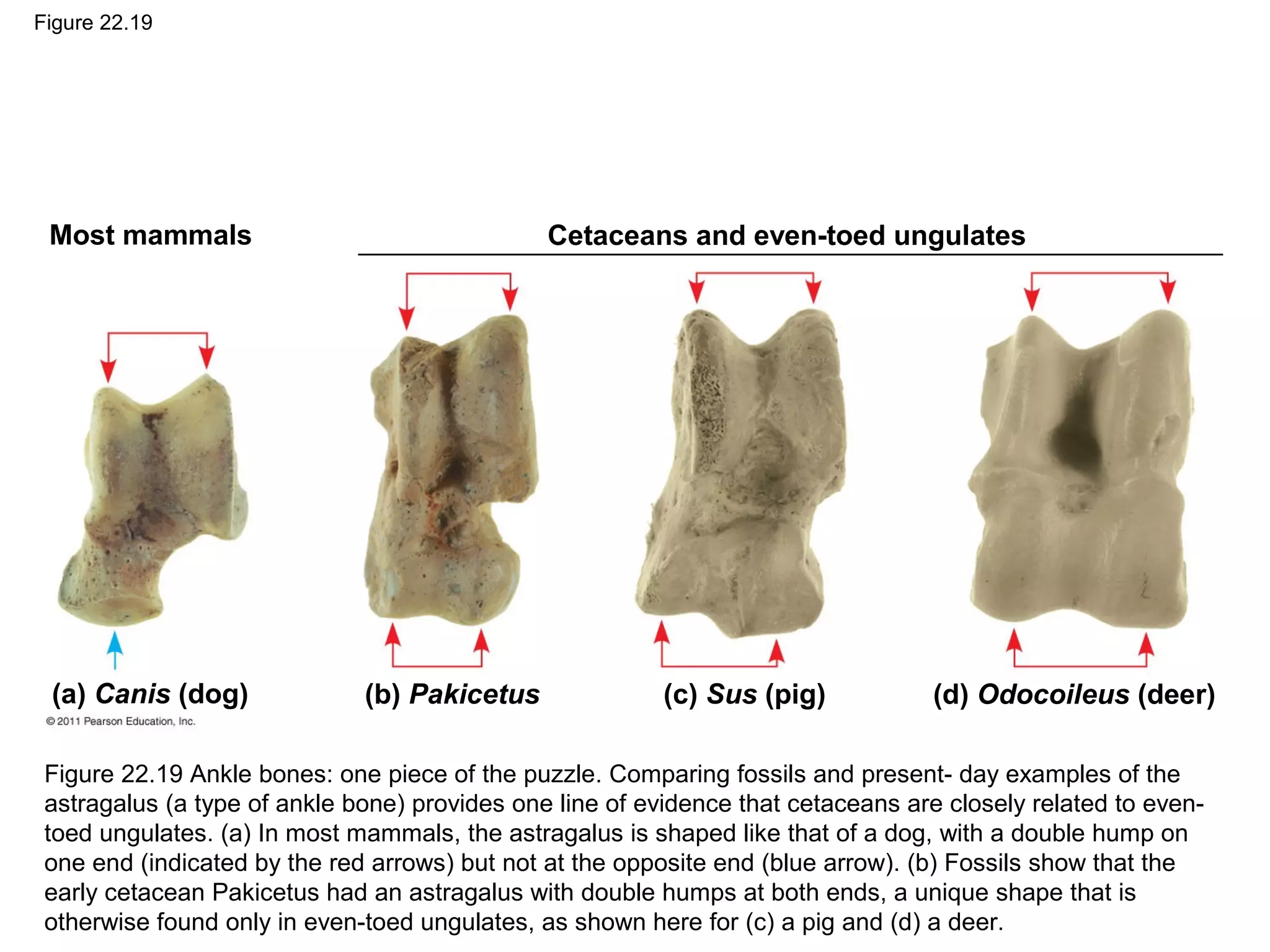 Figure 22.19
Most mammals Cetaceans and even-toed ungulates
(a) Canis (dog) (b) Pakicetus (c) Sus (pig) (d) Odocoileus (deer)
Figure 22.19 Ankle bones: one piece of the puzzle. Comparing fossils and present- day examples of the
astragalus (a type of ankle bone) provides one line of evidence that cetaceans are closely related to even-
toed ungulates. (a) In most mammals, the astragalus is shaped like that of a dog, with a double hump on
one end (indicated by the red arrows) but not at the opposite end (blue arrow). (b) Fossils show that the
early cetacean Pakicetus had an astragalus with double humps at both ends, a unique shape that is
otherwise found only in even-toed ungulates, as shown here for (c) a pig and (d) a deer.
 