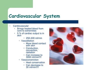 Cardiovascular System  Cardiovascular Brings heated blood from core to extremities 5 % of cardiac output is in skin 250-300 ml/min Vasodilation More blood contact with skin Conduction, convection, radiation Can increase to 3000 ml/min!!!! Vasoconstriction Heat conservation Can decrease to 30 ml/min!!!! 