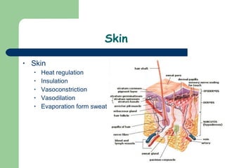 Skin Skin Heat regulation Insulation Vasoconstriction Vasodilation Evaporation form sweat  