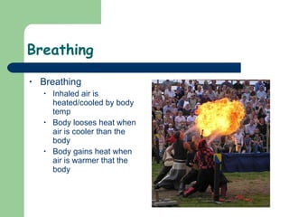 Breathing  Breathing Inhaled air is heated/cooled by body temp Body looses heat when air is cooler than the body Body gains heat when air is warmer that the body  