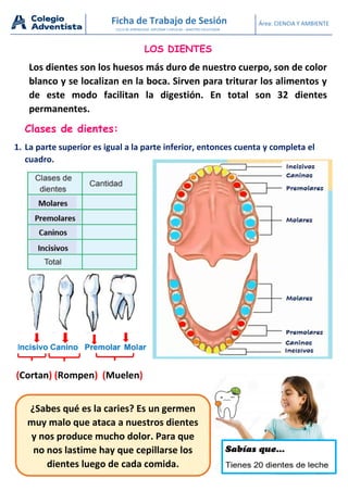Área: CIENCIA Y AMBIENTE
Ficha de Trabajo de Sesión
CICLO DE APRENDIZAJE: EXPLORAR Y EXPLICAR – MAESTRO FACILITADOR
LOS DIENTES
Los dientes son los huesos más duro de nuestro cuerpo, son de color
blanco y se localizan en la boca. Sirven para triturar los alimentos y
de este modo facilitan la digestión. En total son 32 dientes
permanentes.
Clases de dientes:
1. La parte superior es igual a la parte inferior, entonces cuenta y completa el
cuadro.
¿Sabes qué es la caries? Es un germen
muy malo que ataca a nuestros dientes
y nos produce mucho dolor. Para que
no nos lastime hay que cepillarse los
dientes luego de cada comida.
(Cortan) (Rompen) (Muelen)
 