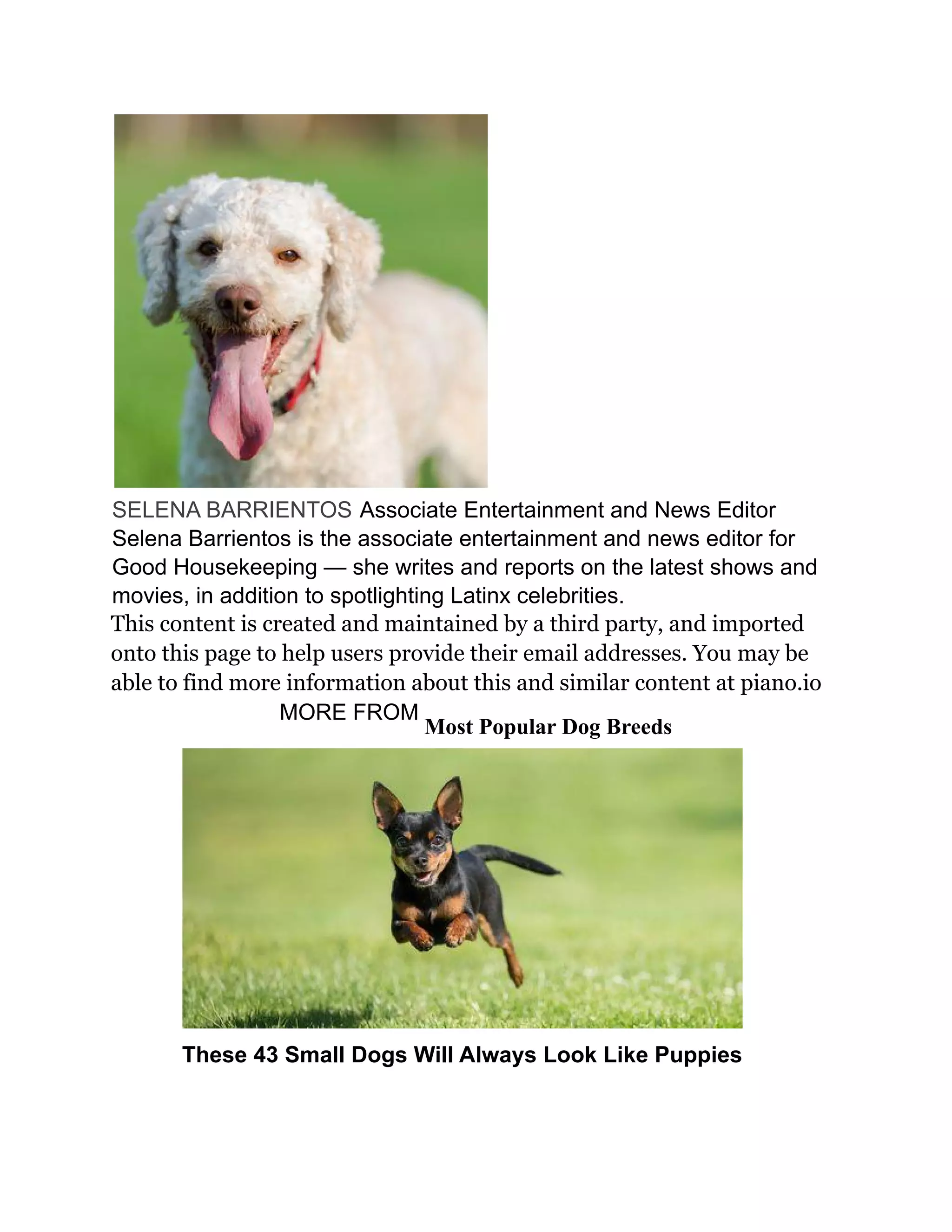 What Dog Breed Has The Least Health Problems