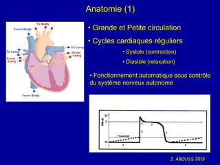 J. ABOUSS 2019
Anatomie (1)
• Grande et Petite circulation
• Cycles cardiaques réguliers
• Systole (contraction)
• Diastole (relaxation)
• Fonctionnement automatique sous contrôle
du système nerveux autonome
 