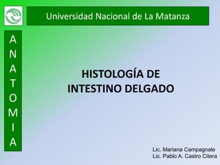 Universidad Nacional de La Matanza

A
N
A          HISTOLOGÍA DE
T        INTESTINO DELGADO
O
M
I
A                            Lic. Mariana Campagnale
                             Lic. Pablo A. Castro Citera
 