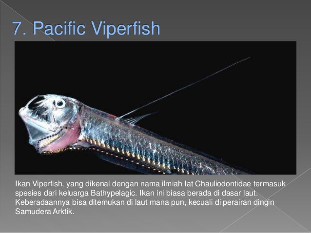 22 Jenis Ikan Laut Dalam Yang Aneh