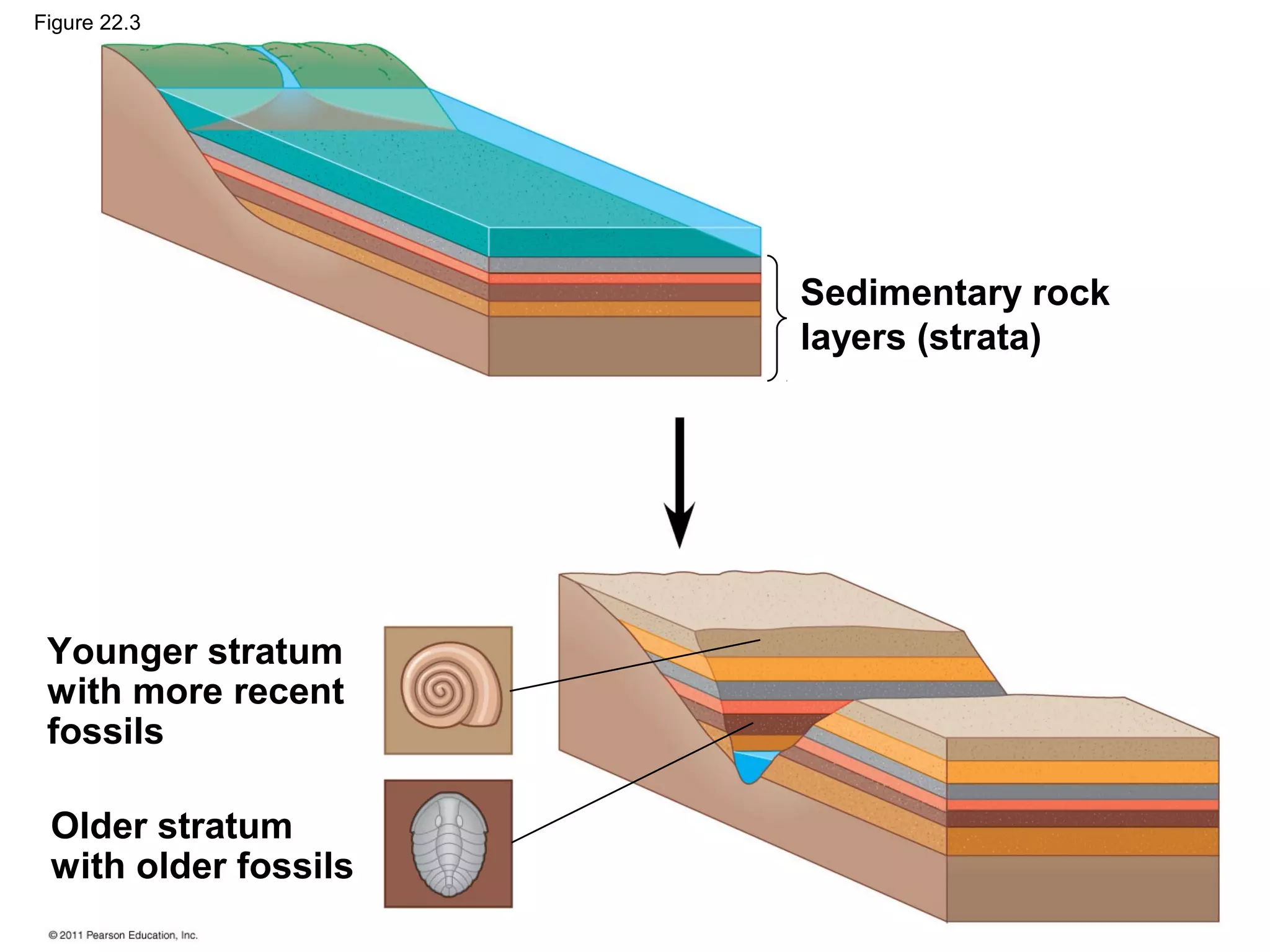 Figure 22.3
Sedimentary rock
layers (strata)
Younger stratum
with more recent
fossils
Older stratum
with older fossils
 