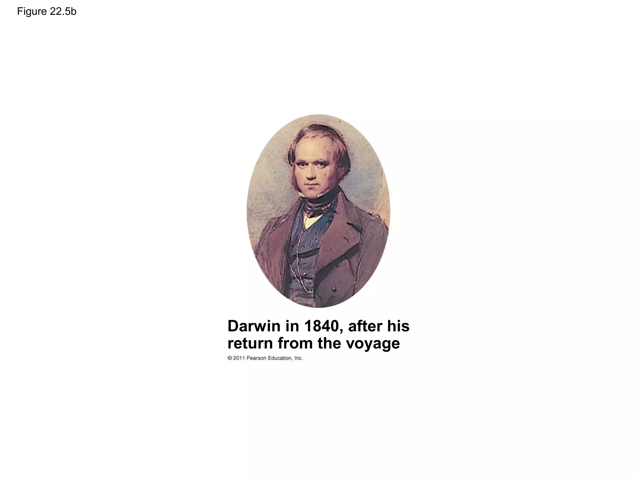 Figure 22.5b
Darwin in 1840, after his
return from the voyage
 