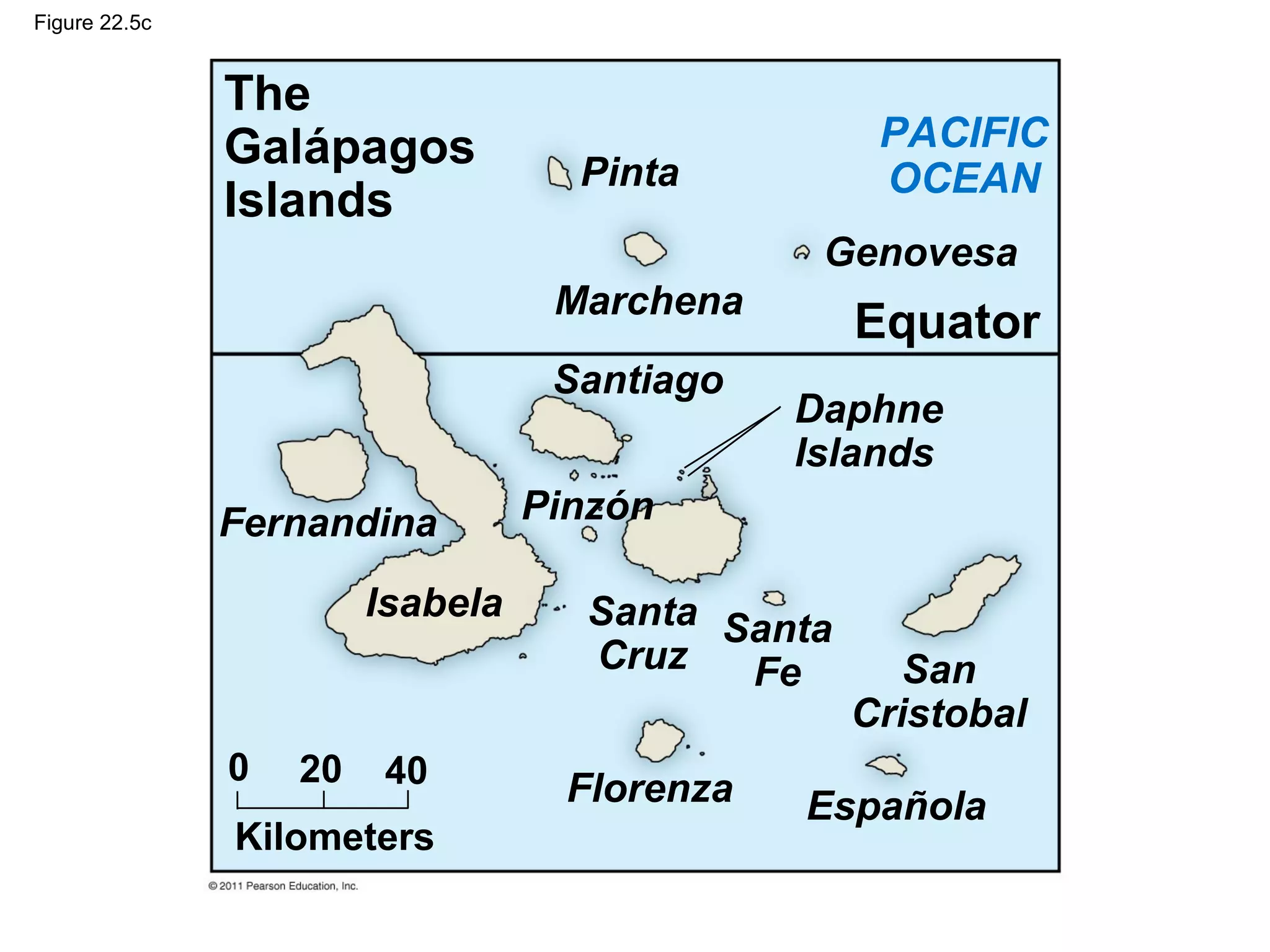 Figure 22.5c
The
Galápagos
Islands
PACIFIC
OCEANPinta
Marchena
Genovesa
Equator
Santiago
Daphne
Islands
Fernandina
Isabela Santa
Cruz
Santa
Fe San
Cristobal
Española
Kilometers
0 20 40 Florenza
Pinzón
 